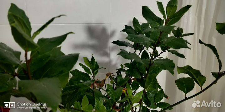 Взрослые лавровые деревья сформированные штамб