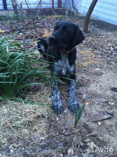 Метис курцхаара