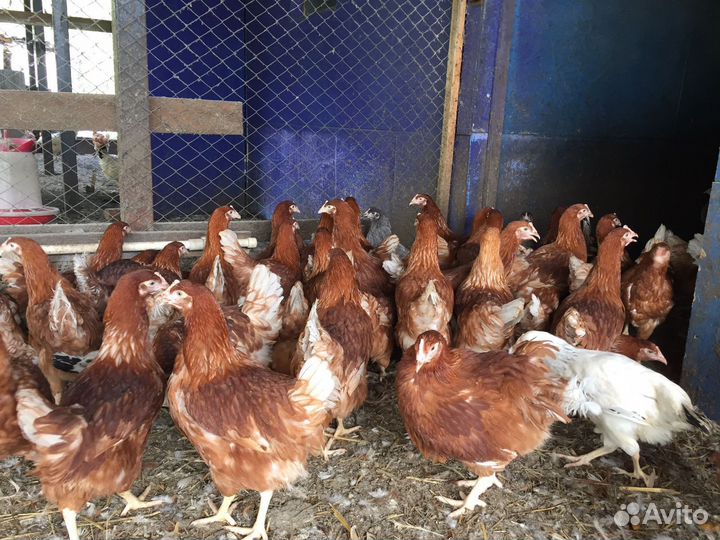 Куры,утята,цыплята