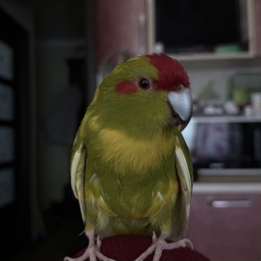 Попугай какарик