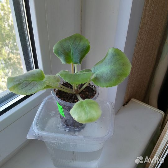 Сортовые фиалки (детки)