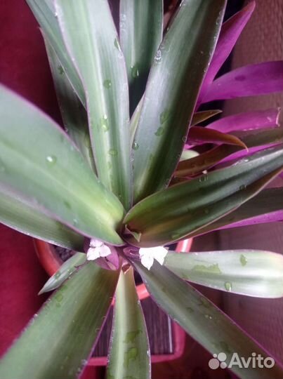 Традесканция рео