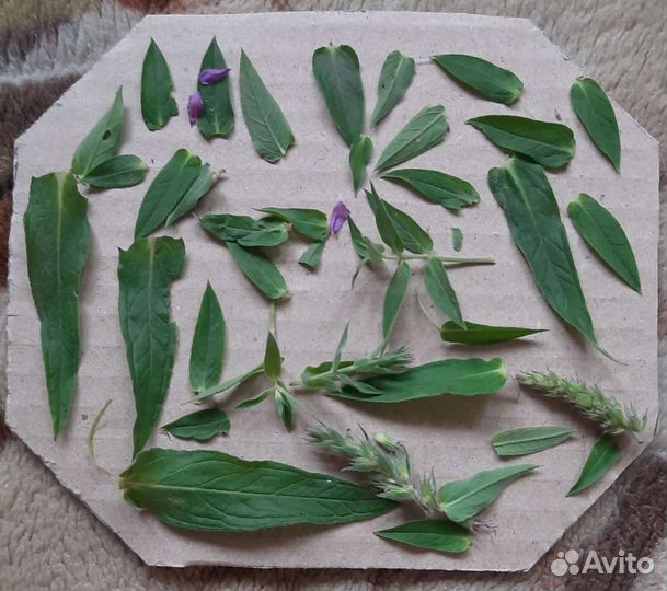 Пресс для гербария, сухоцветов