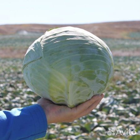 Семена капусты Профессор