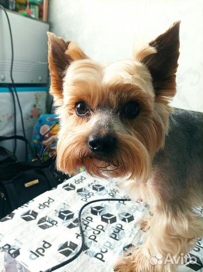 Стрижка собак с выездом к вам на дом,только москва