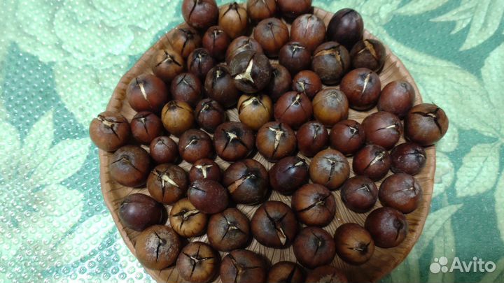 Пророщенные жёлуди красного дуба