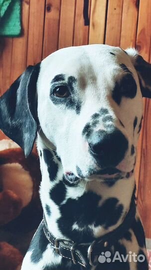 Далматин вязка