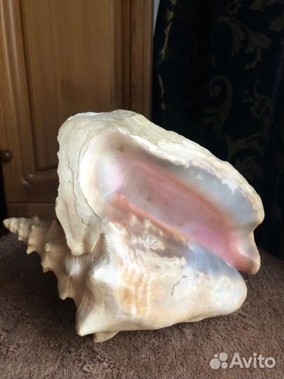 Ракушка морская большая из Кубы