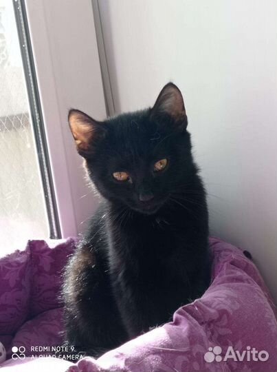 Котенок Мейсон ищет надежную семью