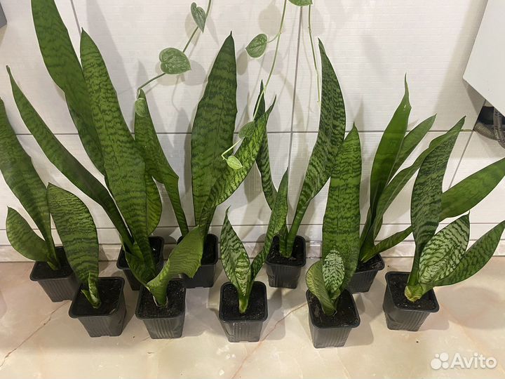 Сансевиерия