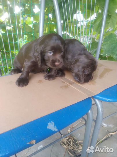 Щенки кокер спаниеля