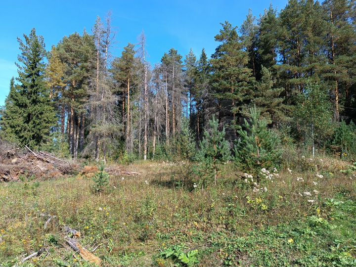 Участок 17,7 сот. (ИЖС)