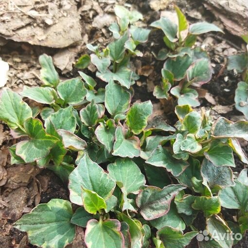 Тимьян, живучка, хауттюйния - покровные растения