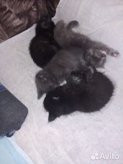 Отдам котят в добрые руки