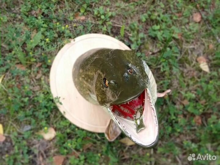 Чучело головы щуки