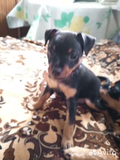 Щенок цвергпинчера