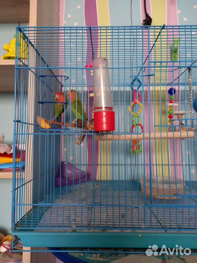 Неразлучники с клеткой