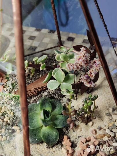 Флорариум, подарок на 14 февраля