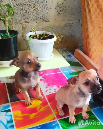 Той-терьер щенки