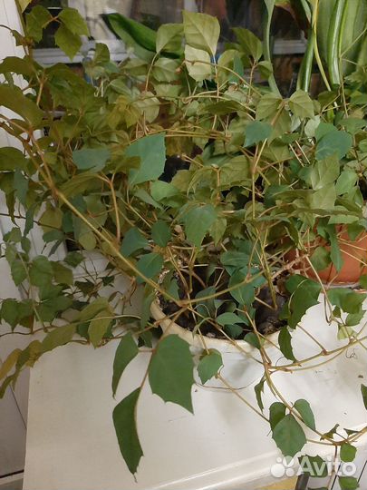 Комнатные растения березка