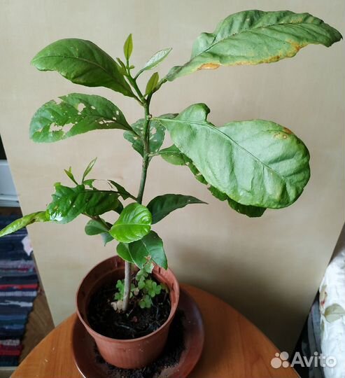 Комнатные растения