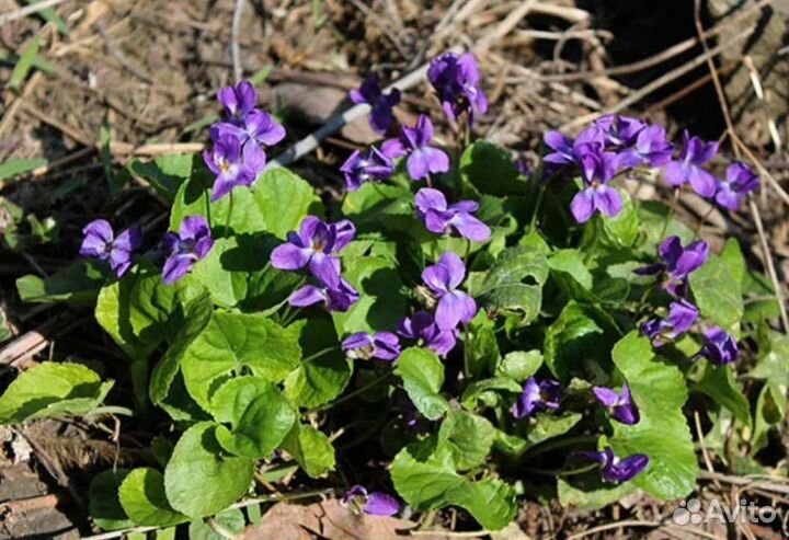 Фиалка лесная