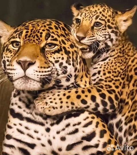 Детский психолог