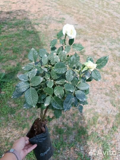 Розы в ассортименте