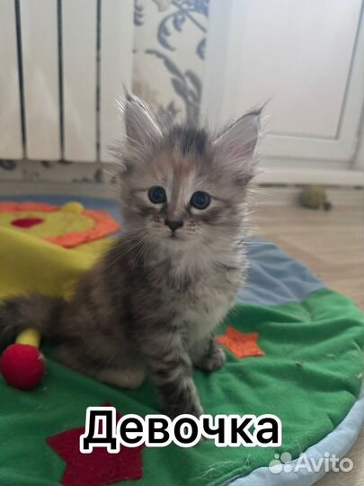 Котята мейн-кун