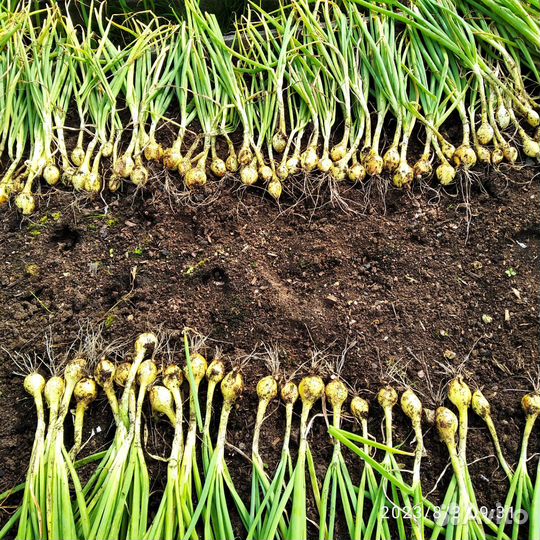 Лук севок семейный