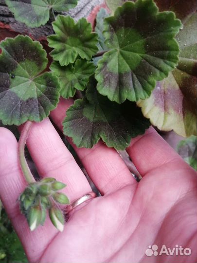 Герань пеларгония цветущее растение