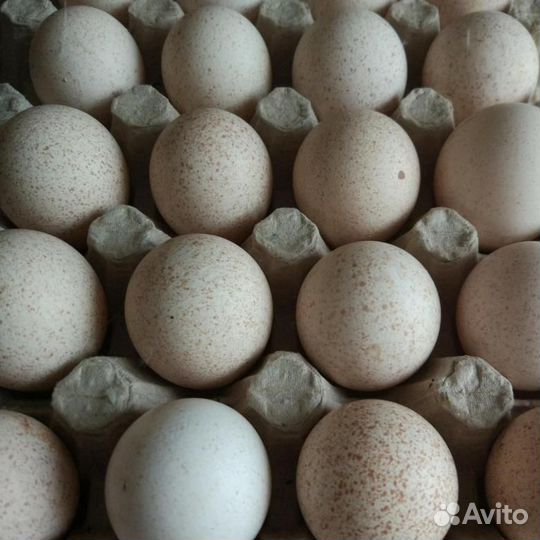 Инкубационное яйцо индейки Хайбрид грейд мейкер