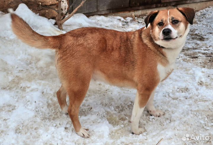 Собака в добрые руки