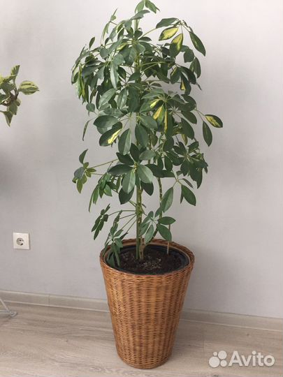 Кашпо оплетенное лозой