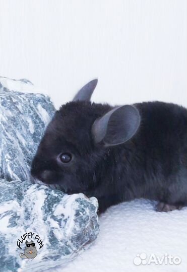 Шиншилла мальчишка по кличке Лойд