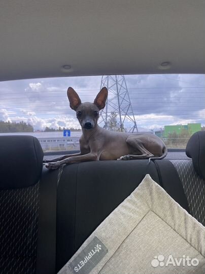 Ксолоитцкуинтли