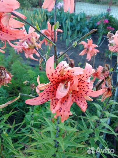 Многолетники