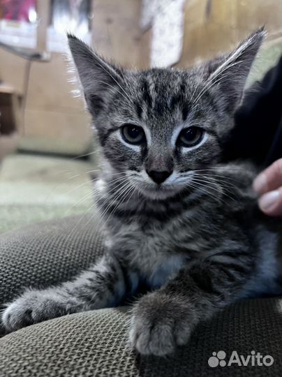 Котята ищут добрые ручки