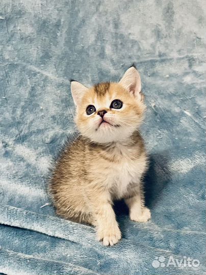 Девочка шотландская