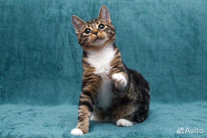 Мраморного окраса, котёнок тигрёнок в добрые руки