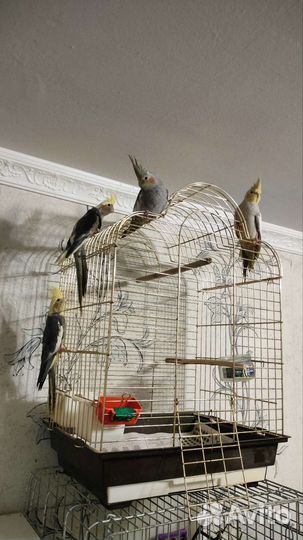 Попугай корелла