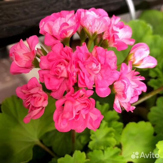 Пеларгония сортовая- герань