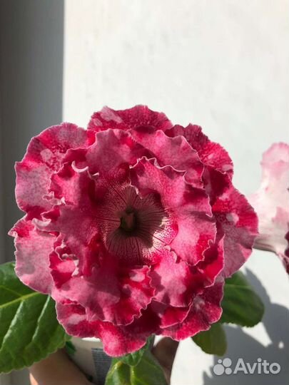 Глоксиния ен Летний вальс лист и ен Дон Жуан