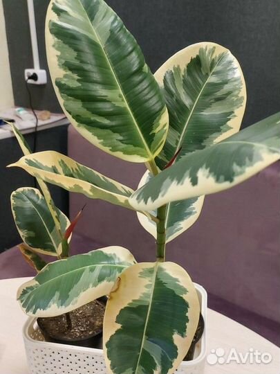 Фикус каучуконосный эластика тинеке