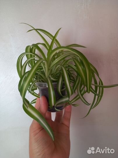 Хлорофитум кудрявый