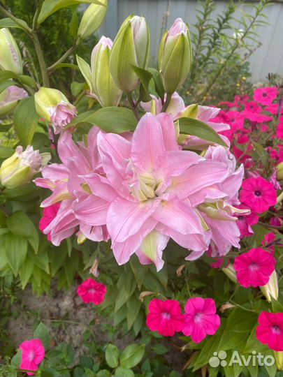 Лилии из Европы