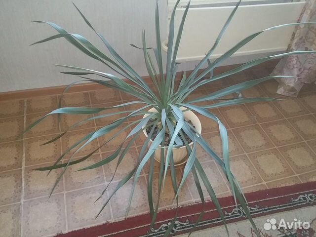 Драцена пальма