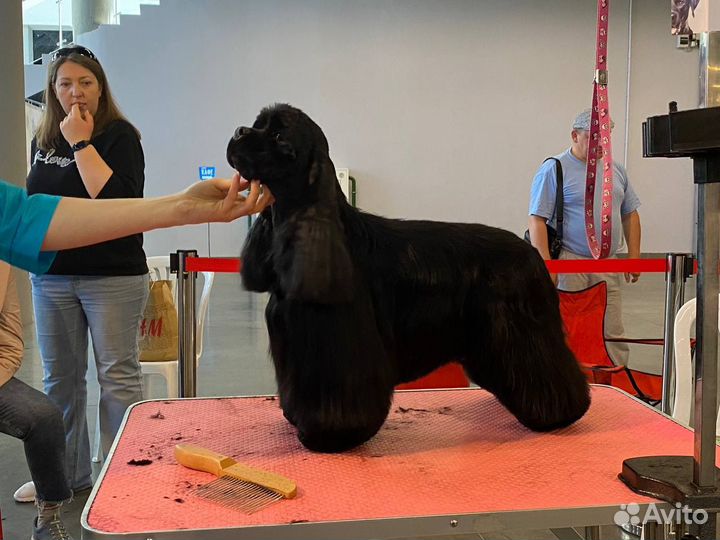 Уход за животными