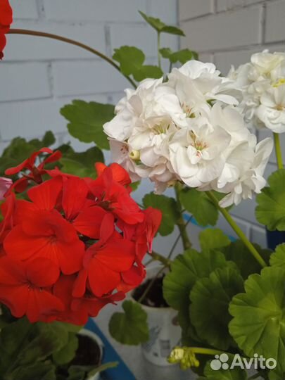 Герани Разные сорта