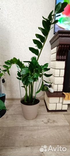 Замиокулькас (Долларовое дерево)